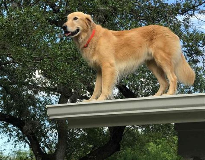 
Golden Retriever Loves Greeting Neighbors from the Roof of Texas Home: ‘Never Met a Stranger’ 