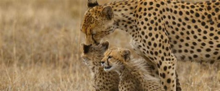 
Netflix’s ‘Our Universe’ Explores How Animals Have Shaped the World — with Morgan Freeman’s Help 