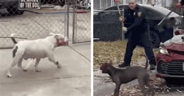 
Texas man, 80, killed, 3 savagely mauled in pit bull attack as ‘hero’ firefighters use pickax to fight off dogs 